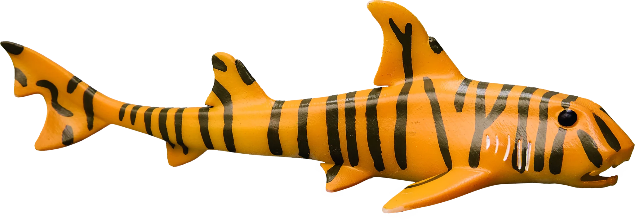 02 Zebra bullhead shark 3