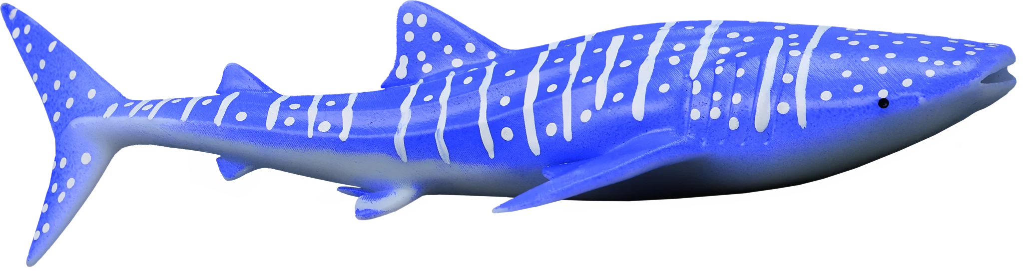 04 Whale shark 3