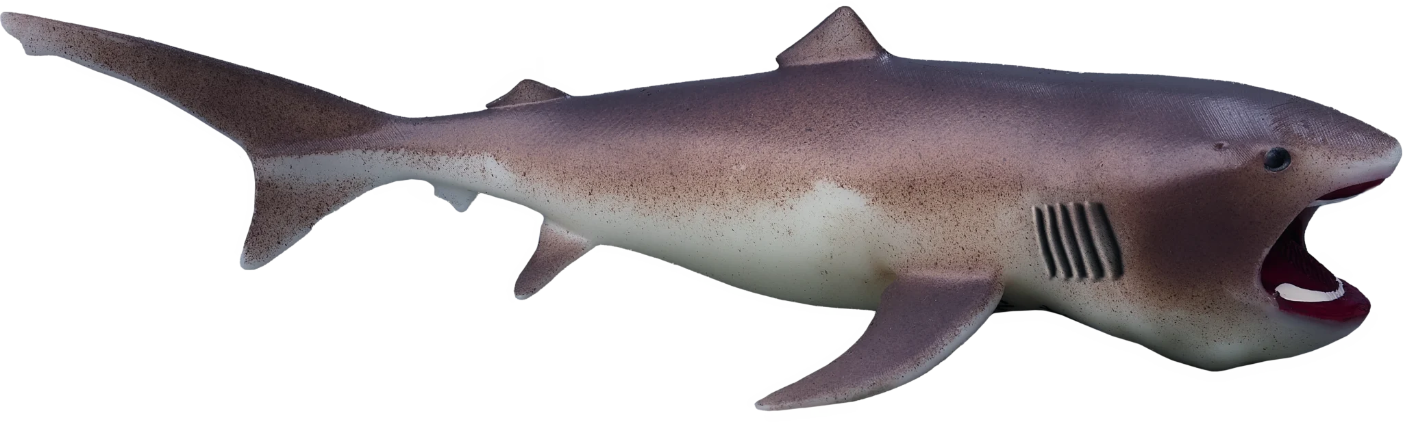 05 Megamouth shark 3