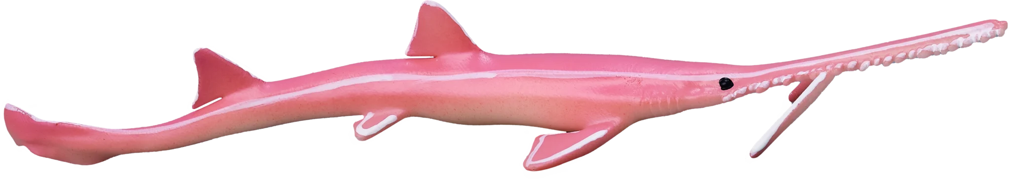 13 Japanese sawshark A 3