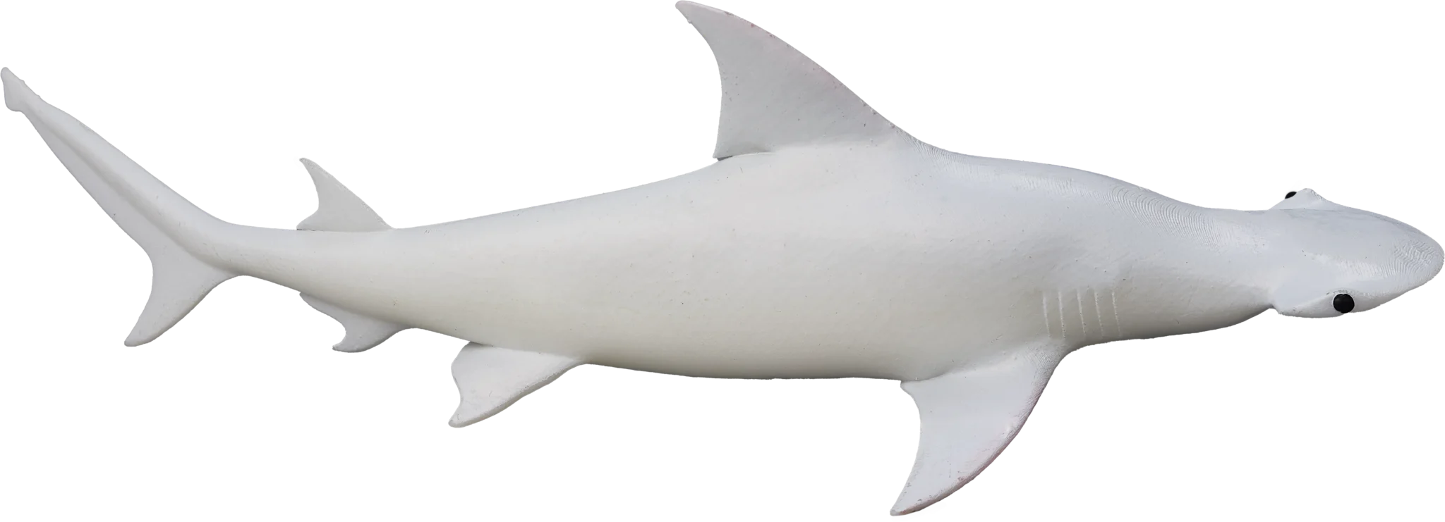 14 Bonnethead shark 3